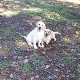 Labrador Retriever Puppies from Cecilie Drege