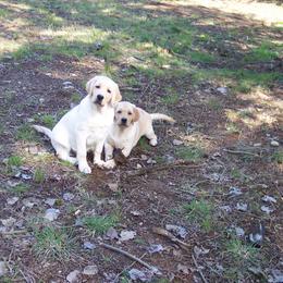 Labrador Retriever Puppies from Cecilie Drege