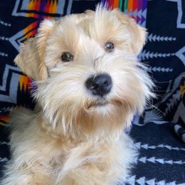Rari - Miniature Schnauzer