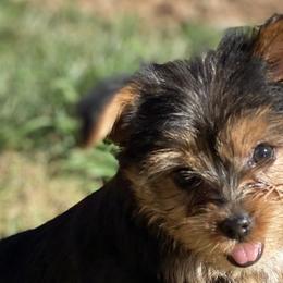 Yorkshire Terriers from Yorkies of Escondido