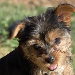 Yorkshire Terriers from Yorkies of Escondido