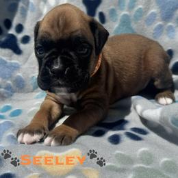 Seeley - Fawn male Boxer puppy in Cicero, New York from MK Boxer Haven of CNY