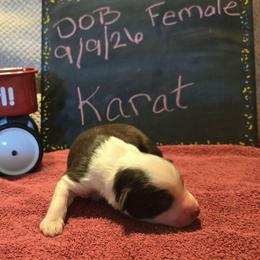 Karat - Red tri-color female Miniature American Shepherd puppy in Vancouver, Washington from BonDrew's Miniature American Shepherds
