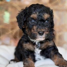 Drew - Phantom male Poodle puppy in Yuciapa, California from AlltheDoodlez_