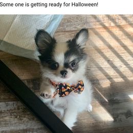 Chihuahua Puppies from Toyville Chihuahuas