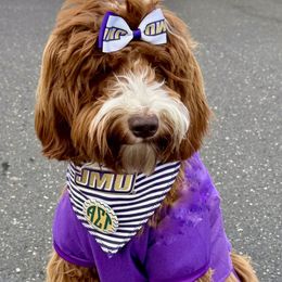 Goldendoodle All Grown Up from RVA DOODLES, LLC