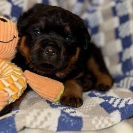 White - Acorn - Black and mahogany male Rottweiler puppy in Crothersville, Indiana from The Solid Rock Kennel