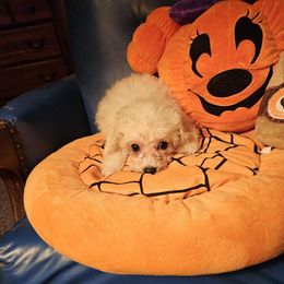 Purple Passion - White and buff female Bichon Frise puppy in Chatham, Illinois from Bichon Frise Partnership