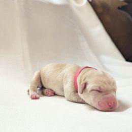 Dilute Retriever and Labrador Retriever Puppies from LC Hunting Labs, LLC.