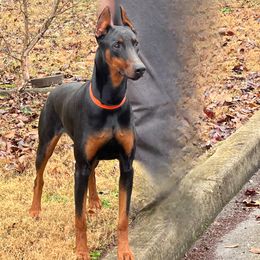 Jade - Doberman Pinscher
