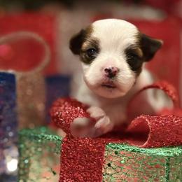 Biewer Terrier and Russian Salon Dog Puppies from Petit Bijou