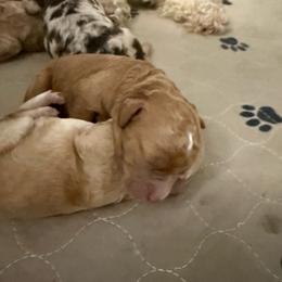 Female 2 - Red female Cockapoo puppy in Dahlonega, Georgia from Loveable Cockapoos