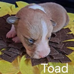 Toad - Red male Pembroke Welsh Corgi puppy in Kingman, Kansas from Tiny Titans K9