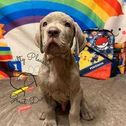 Thyme - Silver male Great Dane puppy in Norton, Ohio from Guilty Pleasure Great Danes & Frenchies