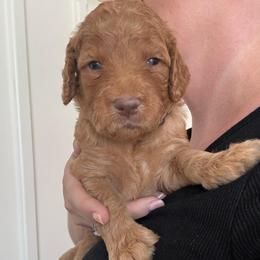 Benny - Apricot male Goldendoodle puppy in De Land, Florida from Rezapour Doodle Estate