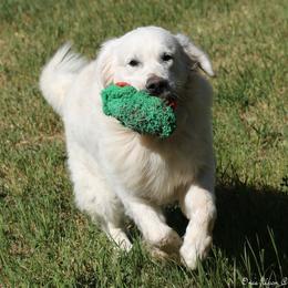 Bear, - Light golden male Golden Retriever puppy in Idaho Falls, Idaho from Once Upon A Dream Kennels