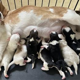 Frosty - Lemon and white male Beagle puppy in Union, Kentucky from Moore Beagles