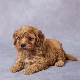 Frida - Red female Cavapoo puppy in Apple Creek, Ohio from Grandeur Valley Puppies