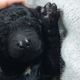 Cara 🥕 - Black Poodle puppy in Troy, Wisconsin from Kettle Cove Standard Poodles