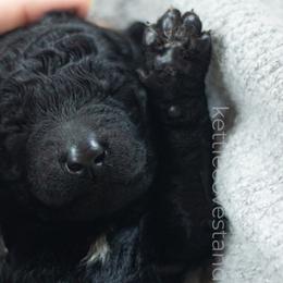 Cara 🥕 - Black Poodle puppy in Troy, Wisconsin from Kettle Cove Standard Poodles