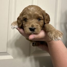 Green - Red male Cockapoo puppy in Colorado from Garrett Doodles