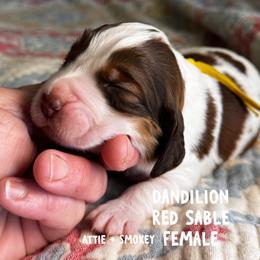 Dandilion - Red and white female English Springer Spaniel puppy in Tupalo, Mississippi from Butterfield Trail Farm