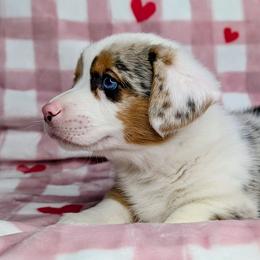 Linus aka Ziggy - Blue merle and white male American Corgi puppy in Clarksville, Tennessee from Cold Creek Family Farm LLC