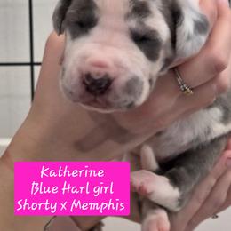 Katherine - Blue and white female Great Dane puppy in Longview, Texas from Lazy A Danes