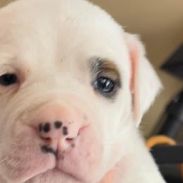 Boy 5 - American Bulldog puppy in Raeford, North Carolina from Muskoka Strong American Bulldogs