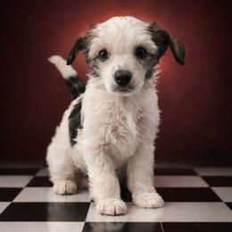 Queenie - Sable female Chinese Crested puppy in Destin, Florida from Fairy Tale Cresteds
