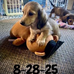 Dachshund and Poodle Puppies from Angel Blue Dogs
