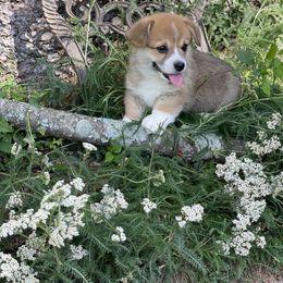 Pembroke Welsh Corgi Puppies from Music City Pembroke Corgis
