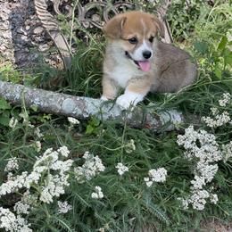 Pembroke Welsh Corgi Puppies from Music City Pembroke Corgis