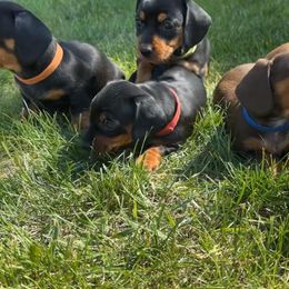 Dachshunds from JF Doxies