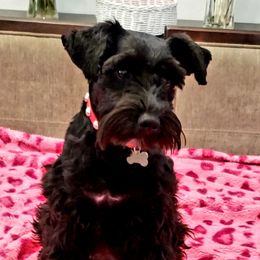 Piper - Miniature Schnauzer
