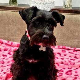 Piper - Miniature Schnauzer