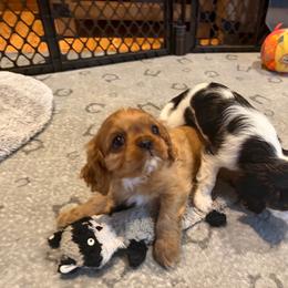Ruby Boy - Ruby male Cavalier King Charles Spaniel puppy in Marengo, Illinois from Millaray Cavaliers