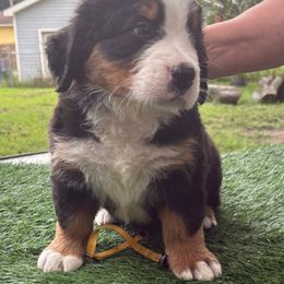 Bernese Mountain Dog Puppies from Emma-Mada's Old Thyme Berners