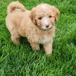Steve - Caramel Labradoodle puppy in Fostoria, Michigan from North Country Kennel Club