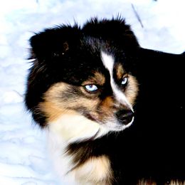Belle - Toy Australian Shepherd