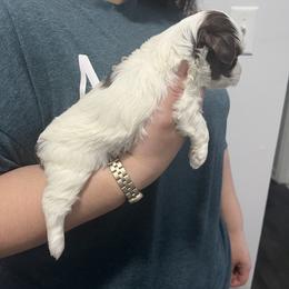 Rottweiler and Yorkshire Terrier Puppies from Superior Family Kennels