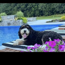 Willow - Bernedoodle