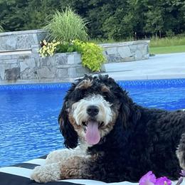 Willow - Bernedoodle