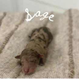 Sage - Merle female Goldendoodle puppy in Livermore, Colorado from Heritage Hills Family Doodles