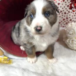 Trixi - Blue merle female Australian Shepherd puppy in Vail, Iowa from Homegrown Huskies