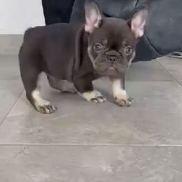 French Bulldogs from Kederrius Duncan's French Bulldogs