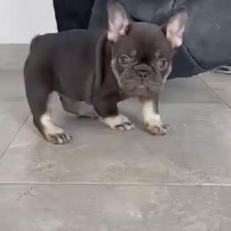 French Bulldogs from Kederrius Duncan's French Bulldogs