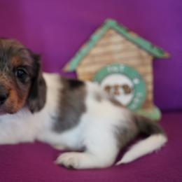 Woodrow - Dapple male Dachshund puppy in Quemado, New Mexico from TNT Dachshunds