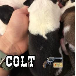 Colt - Black white and tan male Old Time Scotch Collie puppy in Sedalia, Colorado from Bonnie Brae Collies