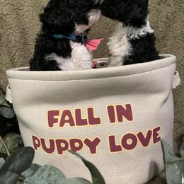 Bernedoodle Puppies from Northern NY Bernedoodles